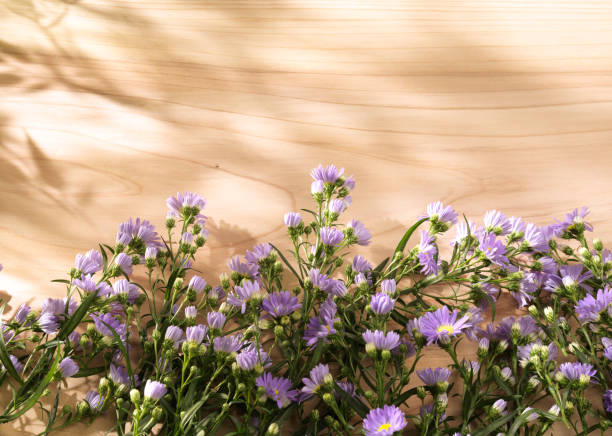 Purple flowers on wood stock photo