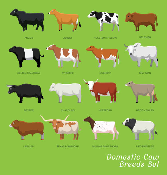 inländische kuh rassen set cartoon-vektor-illustration - texas longhorn cattle stock-grafiken, -clipart, -cartoons und -symbole