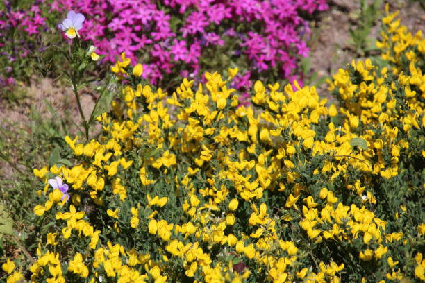 istock Cytisus decumbens in the garden 965491496