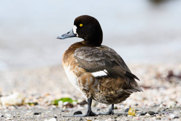 Greater Scaup female Greater Scaup female greater scaup stock pictures, royalty-free photos & images