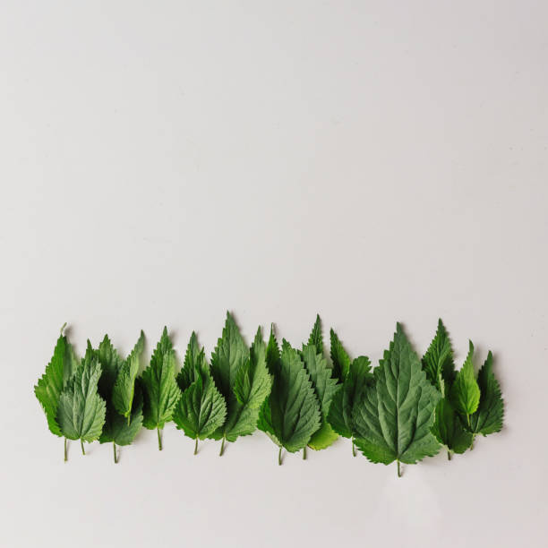 istock Creative nettle leaves layout. Minimal nature concept. Flat lay. 965495558