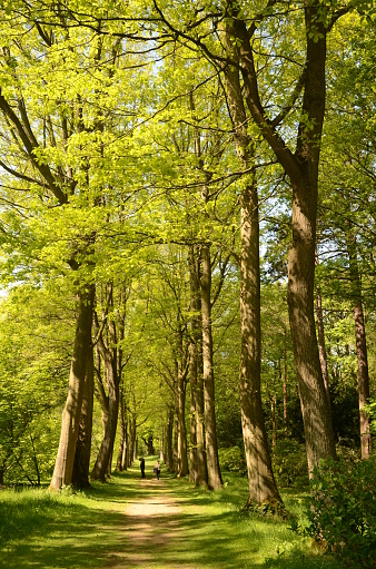 Avenue of trees, Thorpe Perrow
