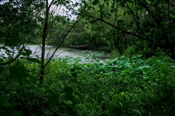 Xixi Hangzhou National Wetland Park is a national wetland park in China, located at the west part of Hangzhou, Zhejiang province. The park is densely crisscrossed with six main watercourses, among which are scattered various ponds, lakes and swamps parque del humedal de xixi hangzhou nacional es un parque nacional de humedales en china, situado en la parte de oeste de hangzhou, provincia de zhejiang. el parque está densamente atravesado por seis cursos de agua principales, entre los que se encuentra