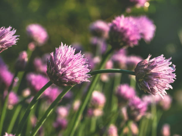 istock Beautiful, blooming flower with pink petals 965496532