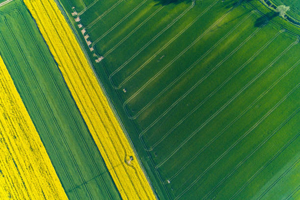 istock Aerial view on colza field 965500802