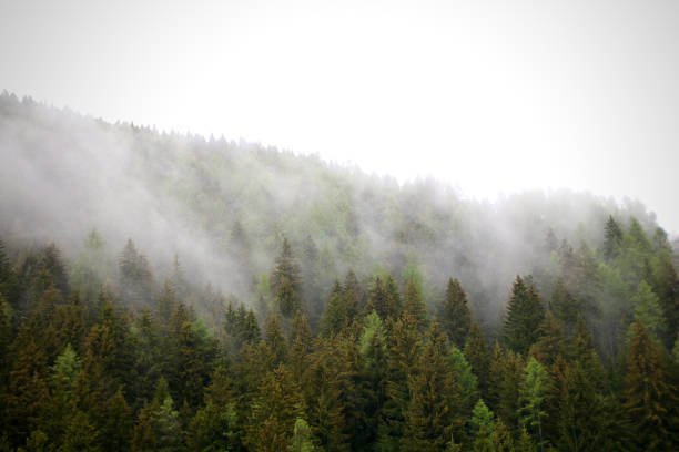 istock foggy clouds rising from dark alpine mountain forest 965503474
