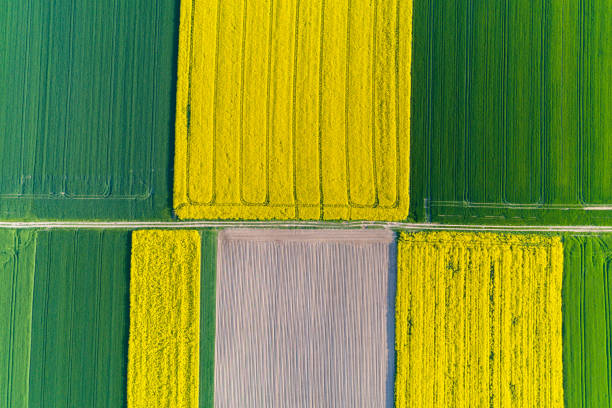 istock Aerial view on colza field 965503542