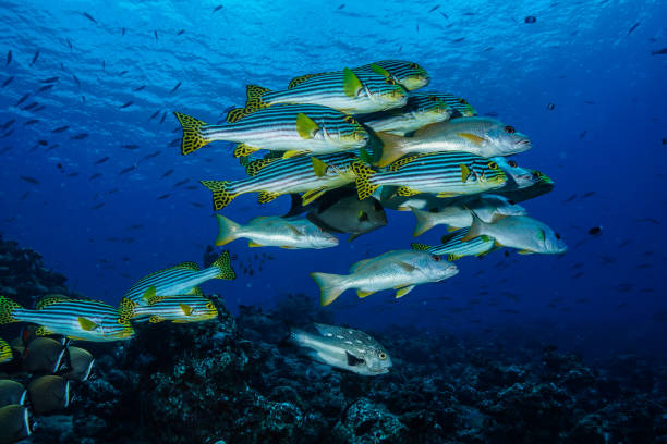 istock Tropical fish at the Maldives 965507190