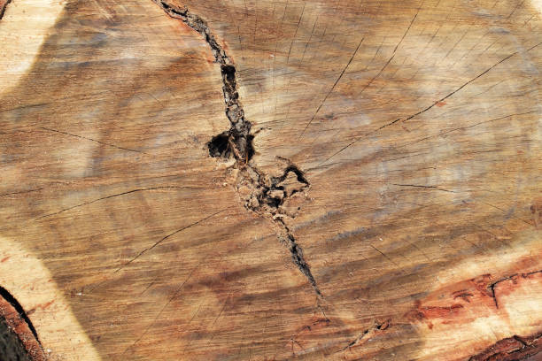istock wooden texture of tree trunk background. 965509148