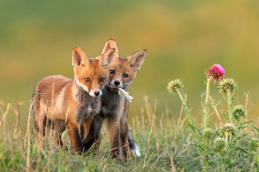 Two Little Red Fox near his hole.