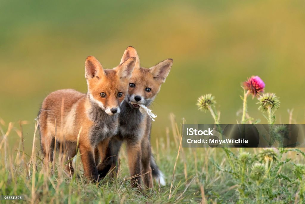 Two Little Red Fox near his hole Two Little Red Fox near his hole. Fox Stock Photo