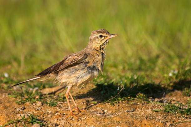 istock Wet Tawny Pipit (Anthus campestris) stands on the shore 965514258