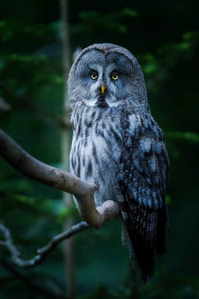 istock Lapland Owl - Lapland owl 965515956