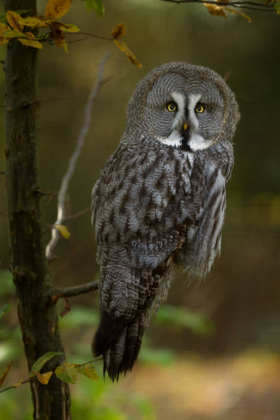 istock Lapland Owl - Lapland owl 965515966