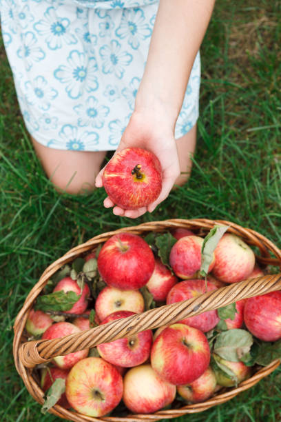 istock Girl picking apples to basket top view 965516390