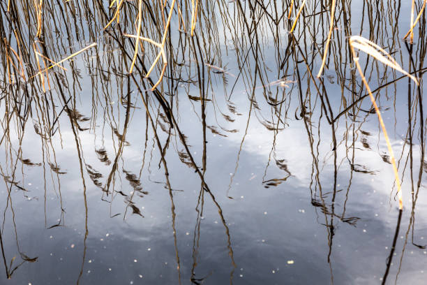istock Reflection of water cane in a lake 965516958