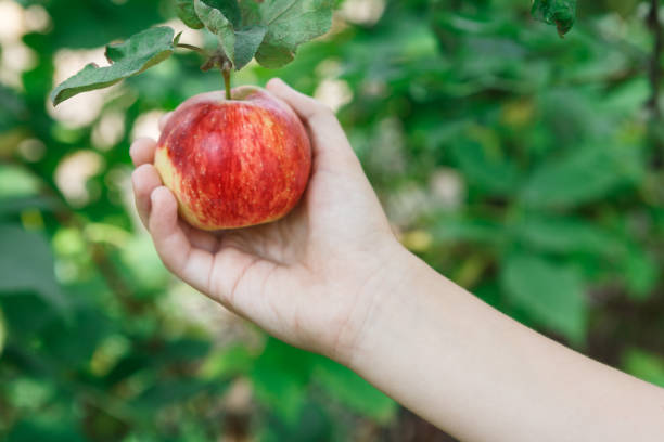 istock Child hand pick red ripe apple from tree in garden 965518164