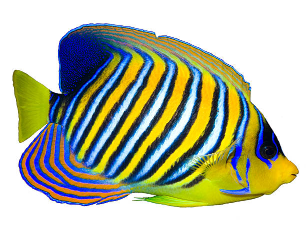 istock A blue striped regal angelfish on a white background 96551871