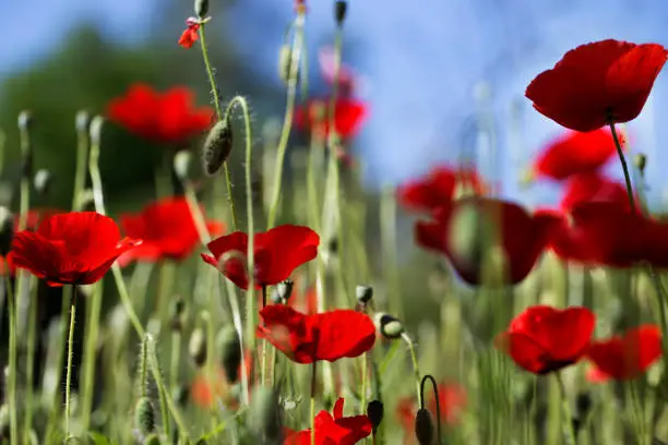 Red poppy on green weeds field. Poppy flowers.Close up poppy head. red poppy.Red poppy flowers field. Papaver rhoeas