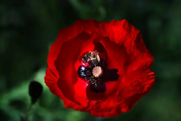 Red poppy with a honey bee. Poppy flowers.Close up poppy head. red poppy.Red poppy flowers field. Papaver rhoeas