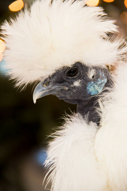istock Showgirl Chicken with Christmas Lights 965520124