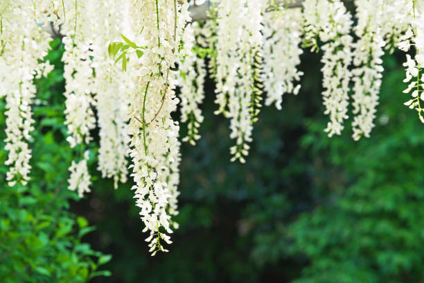 Wisteria floribunda