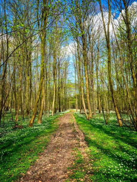 istock Forest bed with plenty of wild anemones, Als in Denmark 965522990