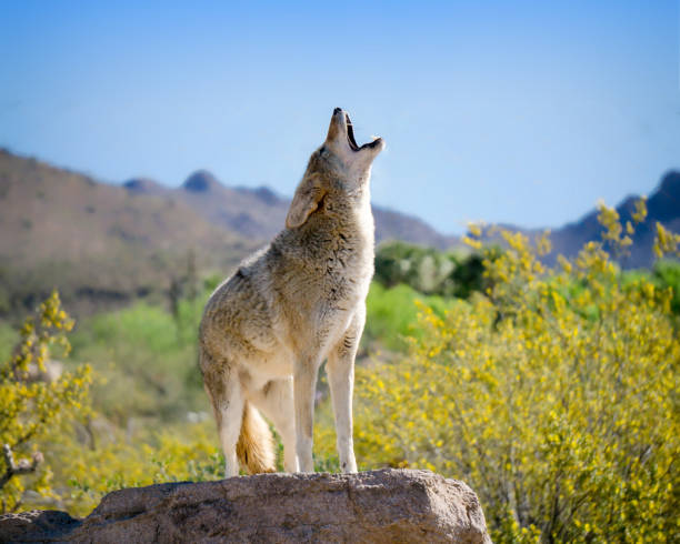 heulender kojote auf felsen - desert animals stock-fotos und bilder