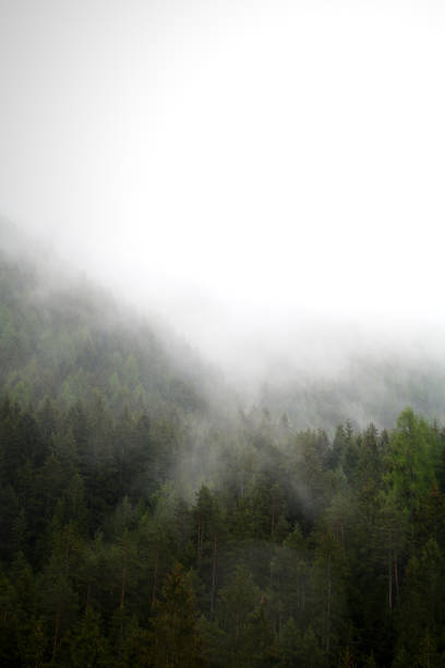 istock foggy clouds rising from dark alpine mountain forest 965524114