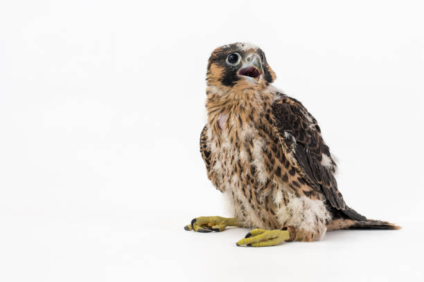 istock Chick falco peregrine (Falco peregrinus) on white background. 27 days old. 965524486