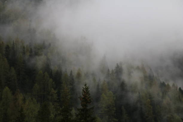 istock foggy clouds rising from dark alpine mountain forest 965524812