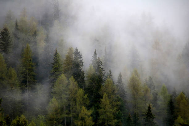istock foggy clouds rising from dark alpine mountain forest 965528178