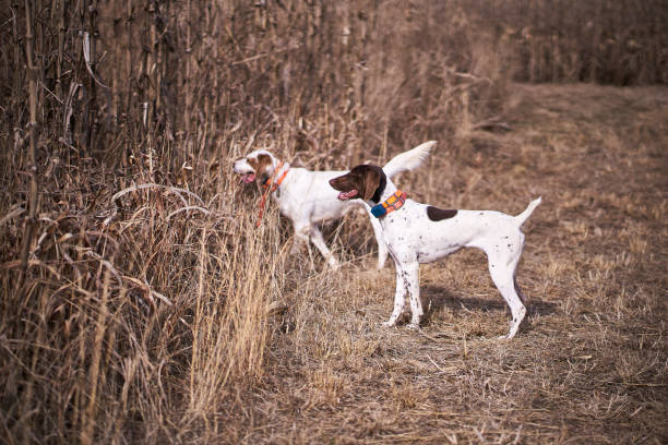 weißer vogel hunde wachtel - bird hunter stock-fotos und bilder