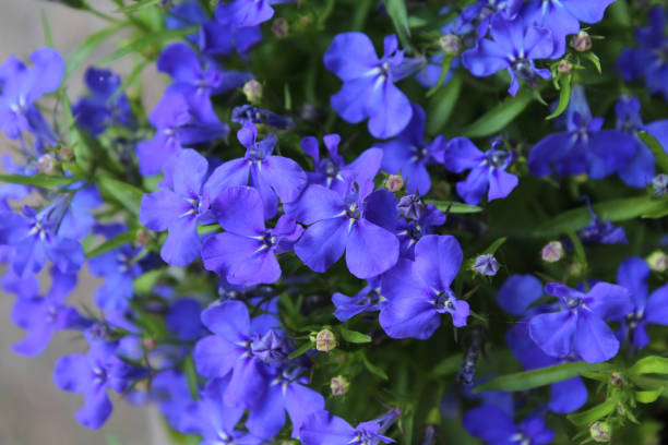 Blue Lobelia Bedding Plant The beautiful sapphire blue flowers of Lobelia erinus, a popular summer bedding plant lobelias stock pictures, royalty-free photos & images