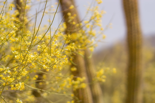 Palo Verde Blooms with Yellow Flowers with soft background