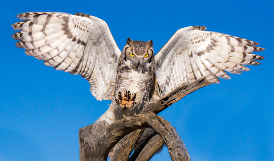 Great Horned Owl with Wings Outstretched Landing on Branch
