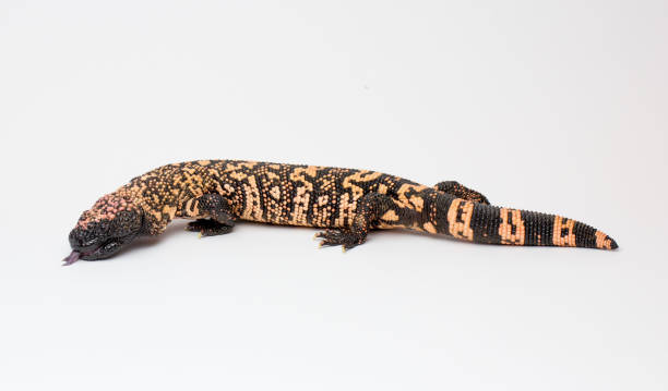 istock Gila Monster White Paper Background 965532680
