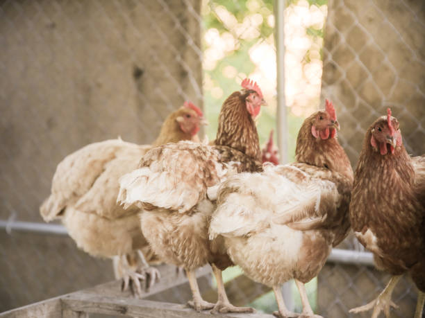 istock Farm Animals Chickens in Coop 965532750