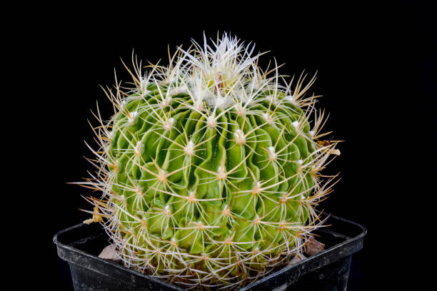 istock Cactus Echinofossulocactus with Shinshowa flower isolated on Black. 965533044