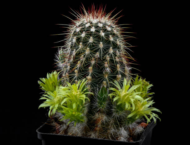istock Cactus Echinocereus neocapillus milleri with flower isolated on Black. 965533238