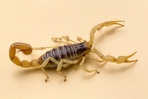 Desert Giant Harry Scorpion on plain background