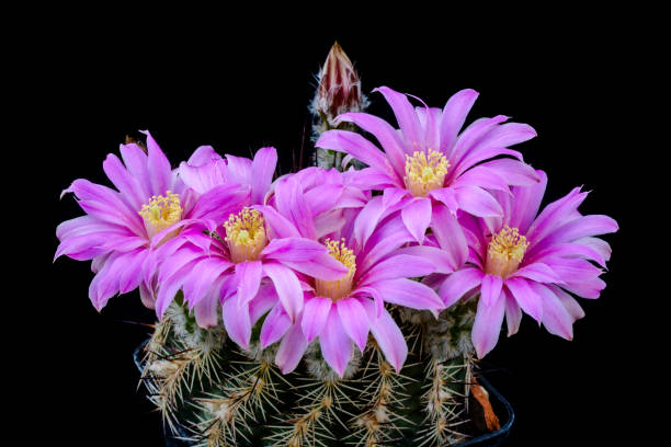 istock Cactus Echinocereus adustus schwartzii with flower isolated on Black. 965533320