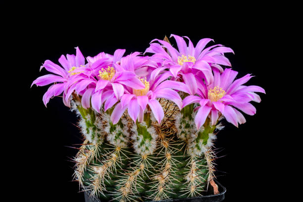 istock Cactus Echinocereus adustus schwartzii with flower isolated on Black. 965533348