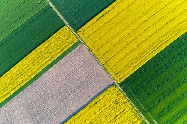 Aerial view on the large yellow colza field