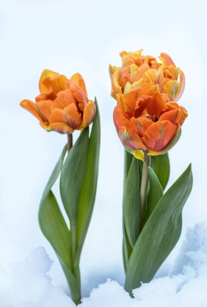 istock Three young orange peony style tulips growing through the white snow background. Close up.1 965536952