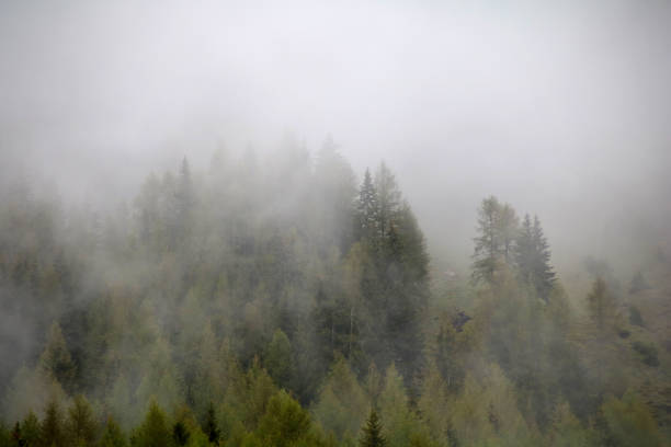 istock foggy clouds rising from dark alpine mountain forest 965537424