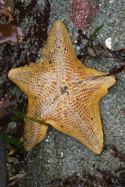 istock Bat star star fish California 965542740