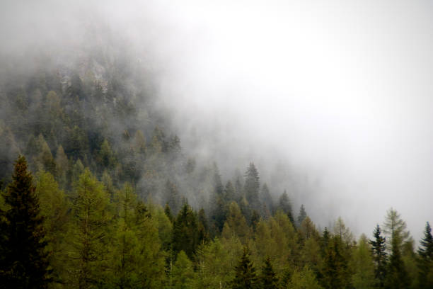 istock foggy clouds rising from dark alpine mountain forest 965546070