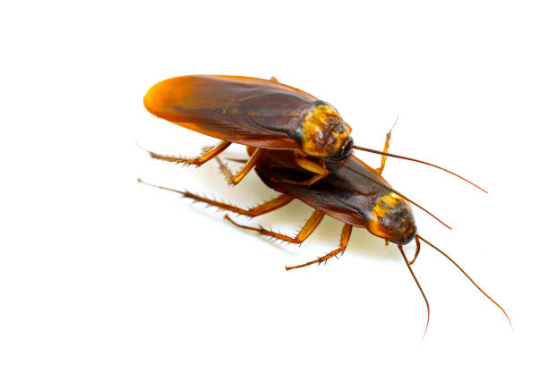 istock close-up cockroach isolated on white background 965547816