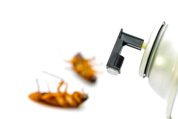 Cockroach spray with spray cans over white background stock photo